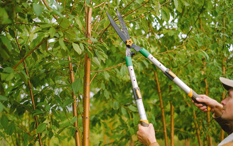 Tree trimming in Caputa, SD