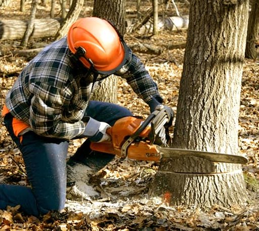 Tree Removal in Caputa, SD